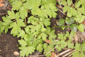 Adoxa moschatellina ; Herbe musquée, Moscatelline, Moschatelline, Muscatelle, Adoxe musquée, Adoxe moscatelline ; ©Photo Alain Benard