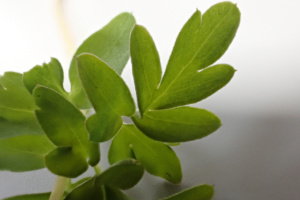 Adoxa moschatellina ; Herbe musquée, Moscatelline, Moschatelline, Muscatelle, Adoxe musquée, Adoxe moscatelline ; ©Photo Alain Benard