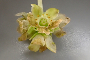 Adoxa moschatellina ; Herbe musquée, Moscatelline, Moschatelline, Muscatelle, Adoxe musquée, Adoxe moscatelline ; ©Photo Alain Benard