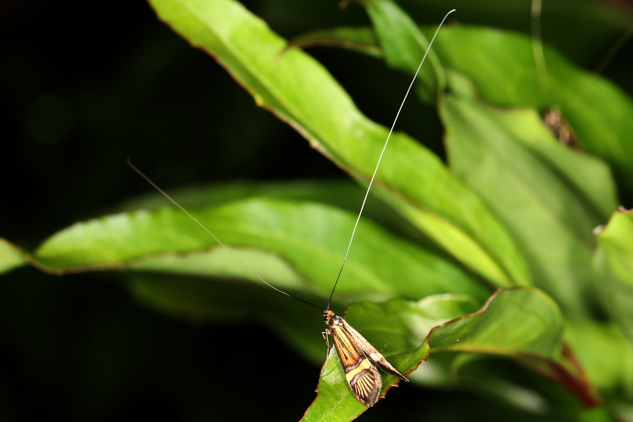 Nemophora degeerella