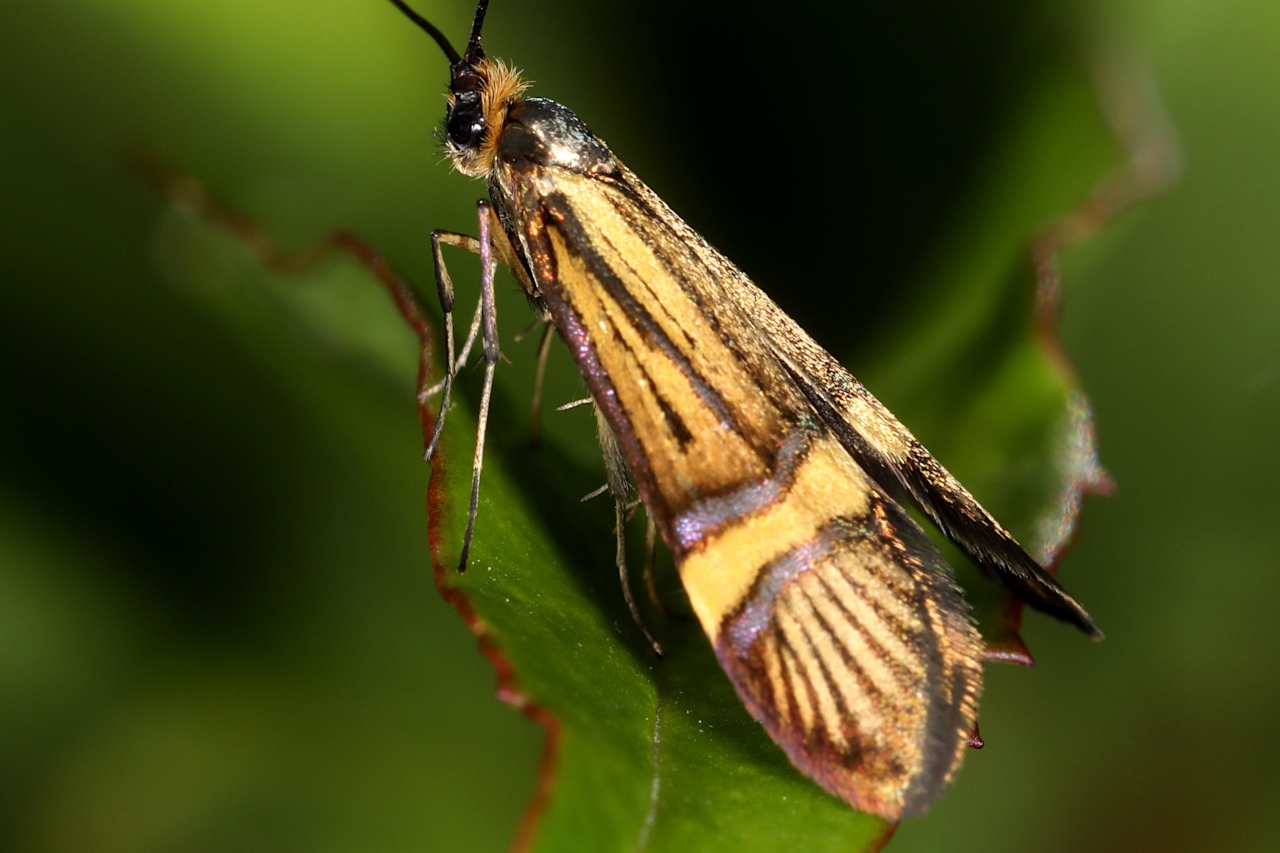 Nemophora degeerella