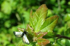 Adela reaumurella ; Adèle verdoyante
