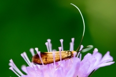 Nemophora metallica ; Adèle de la Scabieuse (L