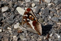 Apatura iris, Grand mars changeant (Le)