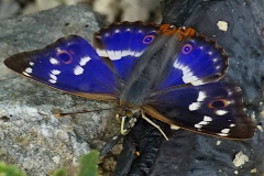 Apatura ilia ; Petit Mars changeant (Le), Petit Mars (Le), Miroitant (Le)