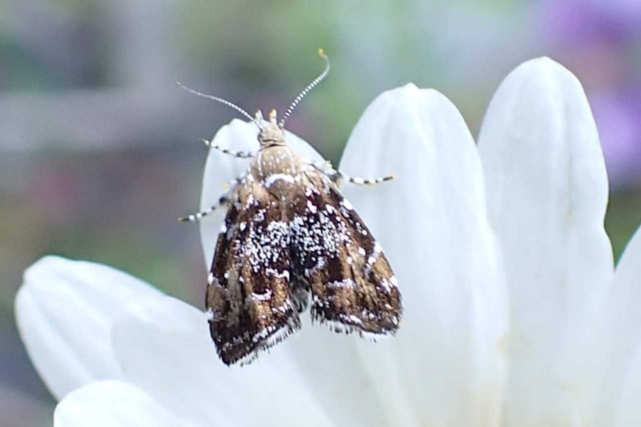 Prochoreutis stellaris