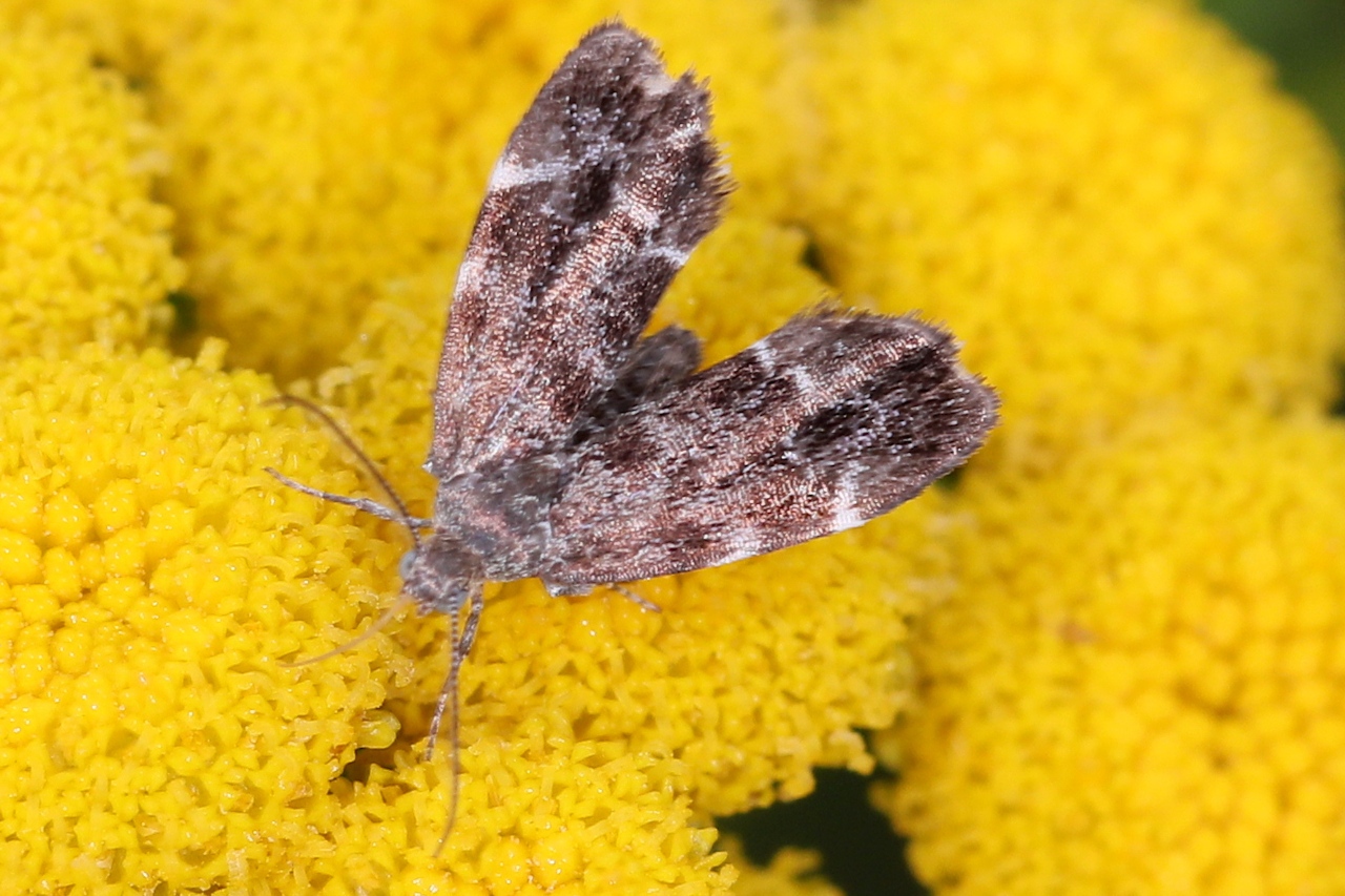 Anthophila fabriciana ; Xylopode de Fabricius (Le), Anthophile de l’ortie (L’)