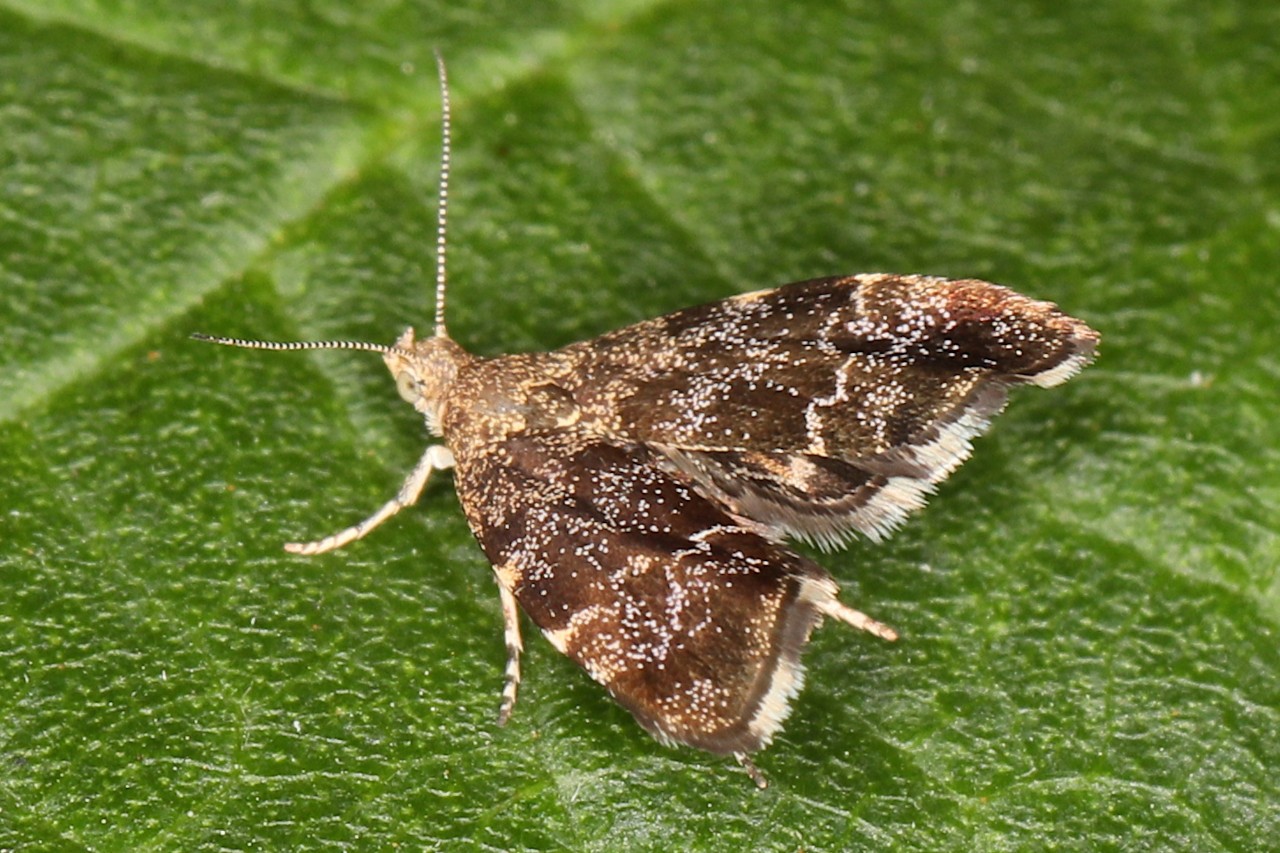 Anthophila fabriciana ; Xylopode de Fabricius (Le), Anthophile de l’ortie (L’)