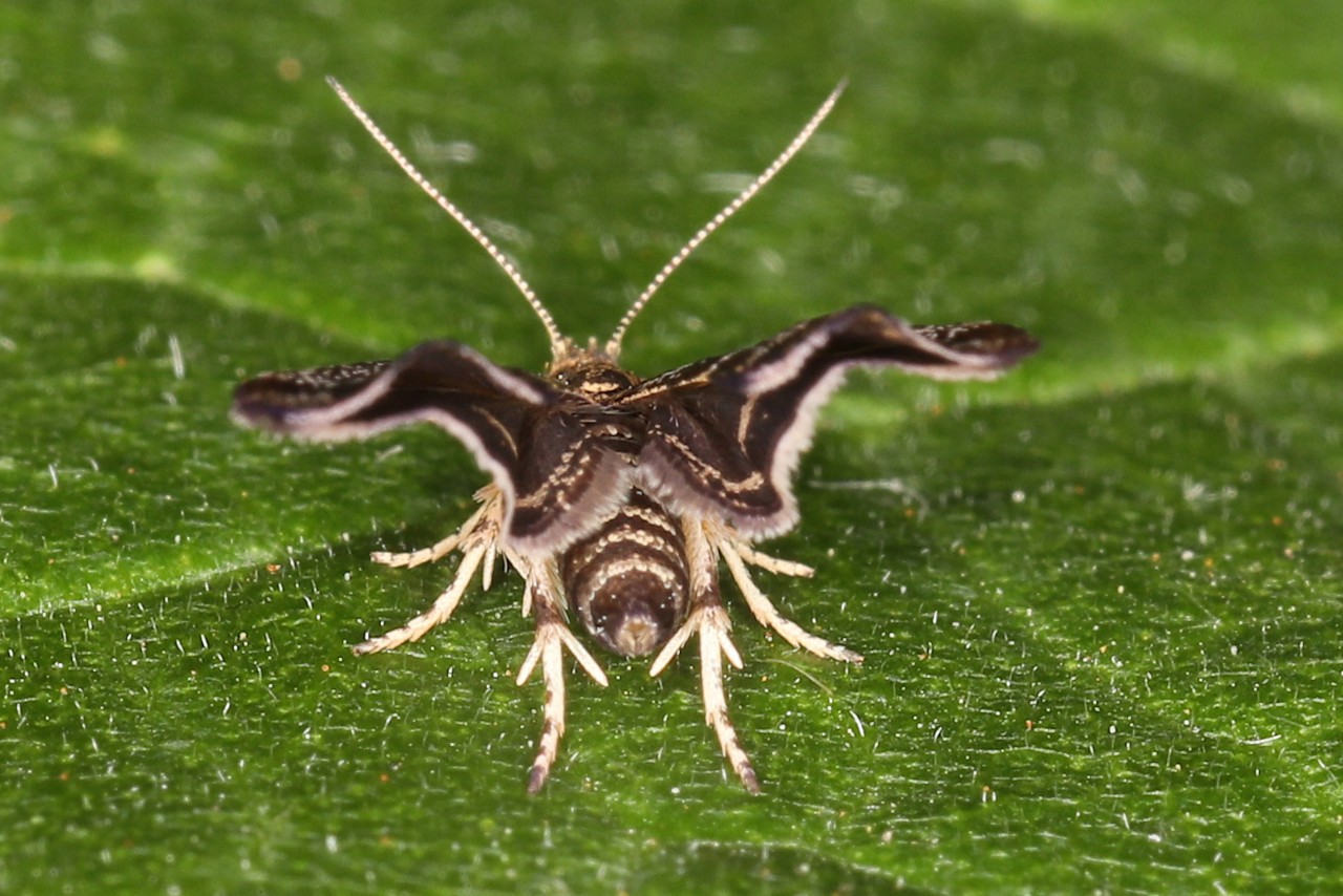 Anthophila fabriciana ; Xylopode de Fabricius (Le), Anthophile de l’ortie (L’)