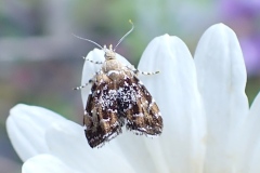 Prochoreutis stellaris