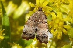 Choreutis pariana