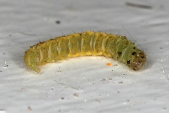 Anthophila fabriciana ; Xylopode de Fabricius (Le), Anthophile de l’ortie (L’)