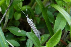 Coleophora niveistrigella