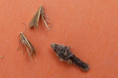 Coleophora wockeella