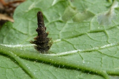 Coleophora wockeella