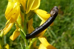 Coleophora vibicella