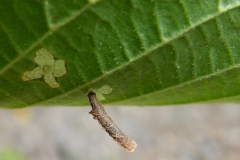 Coleophora serratella