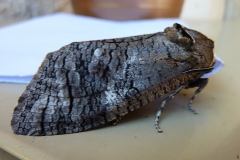 Cossus cossus, Cossus gâte-bois (Le)