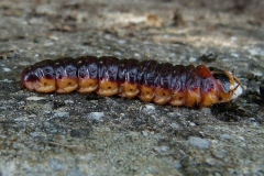 Cossus cossus, Cossus gâte-bois (Le)