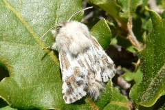 Dyspessa ulula ; Petite marbrure (La), Cossus marbré (Le)