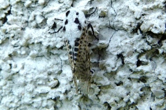 Zeuzera pyrina ; Zeuzère du Marronnier (La), Coquette (La), Zeuzère du Poirier (La)
