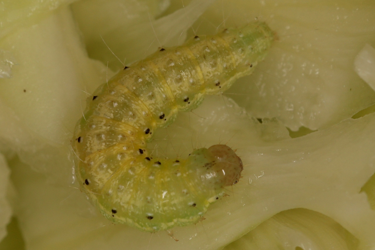 Chenille d'Evergestis forficalis ; Pyrale du chou (La) ; Saint-Laurent (Chez Les Lances, 74) ; ©Photo Alain Benard