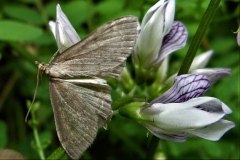 Anania fuscalis, Botys cendré (Le)