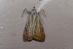 Chrysoteuchia culmella, Crambus des jardins (Le)