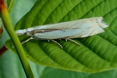 Crambus pascuella ; Crambus des pâturages