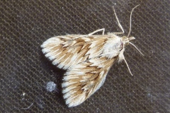 Cynaeda dentalis, Odontie dentelée (L