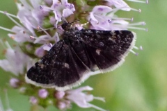Heliothela wulfeniana ; Pyrale de coteaux