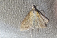 Ostrinia nubilalis, Pyrale du Maïs (La)