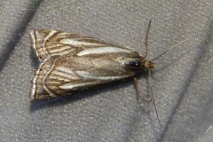 Xanthocrambus lucellus, Crambus des prairies (Le)