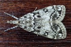 Eudonia lacustrata ; Eudorée des mousses (L’), Scoparie de la Tortule (La)
