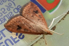 Udea ferrugalis, Botys ferrugineux (Le), Sentier du Petit Salève (Monnetier-Mornex, 74), ©Photo Françoise Drouard