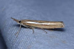 Agriphila tristella, Crambus des tiges (Le)