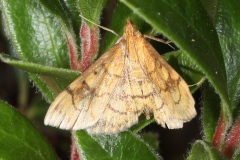 Anania verbascalis, Botys du Bouillon-blanc (Le)