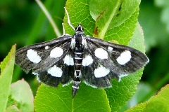 Anania funebris, Botys à huit taches (Le)