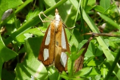Catoptria conchella, Crambus coquille (Le)
