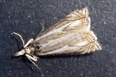 Crambus lathoniellus, Crambus des prés (Le)