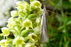 Crambus perlellus
