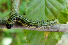 Cydalima perspectalis, Pyrale du buis