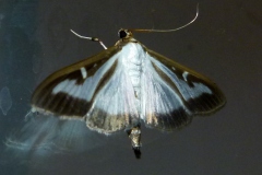 Cydalima perspectalis, Pyrale du buis