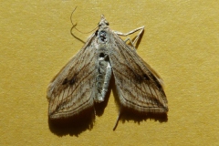 Evergestis forficalis, Pyrale du Chou (La)