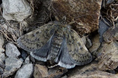 Metaxmeste phrygialis, Hercine rupicolee (L’)