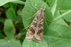 Nomophila noctuella ; Nomophile (La), Pyrale de la Luzerne (La)