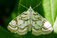 Nymphula nitidulata, Hydrocampe du Nénuphar (L
