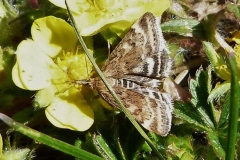 Pyrausta despicata, Pyrauste du Plantain (La)