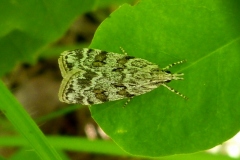 Scoparia pyralella, Eudorée des vergers (L