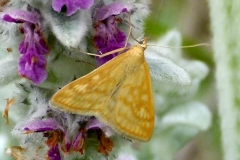 Sitochroa verticalis, Botys vertical (Le)